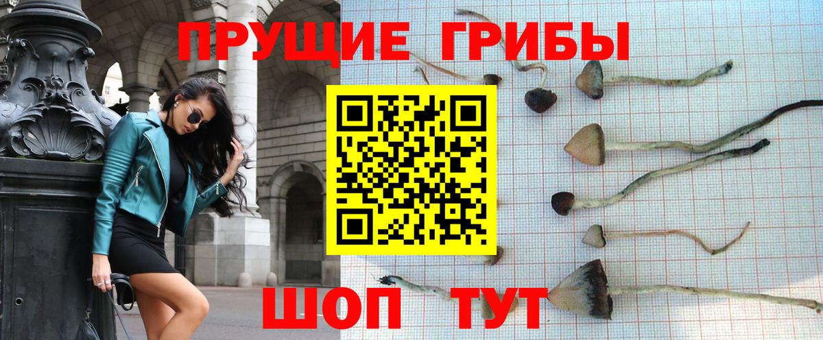 Псилоцибиновые грибы Psilocybe Клин